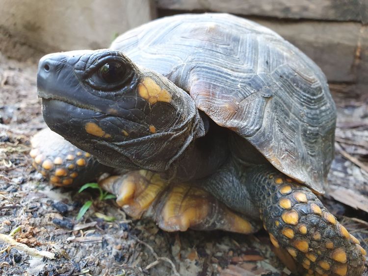 Two Flat-Headed Turtles Rescued