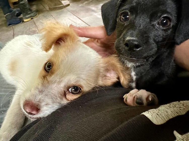 Rescued two puppies: Hard to believe they are brother and sister!