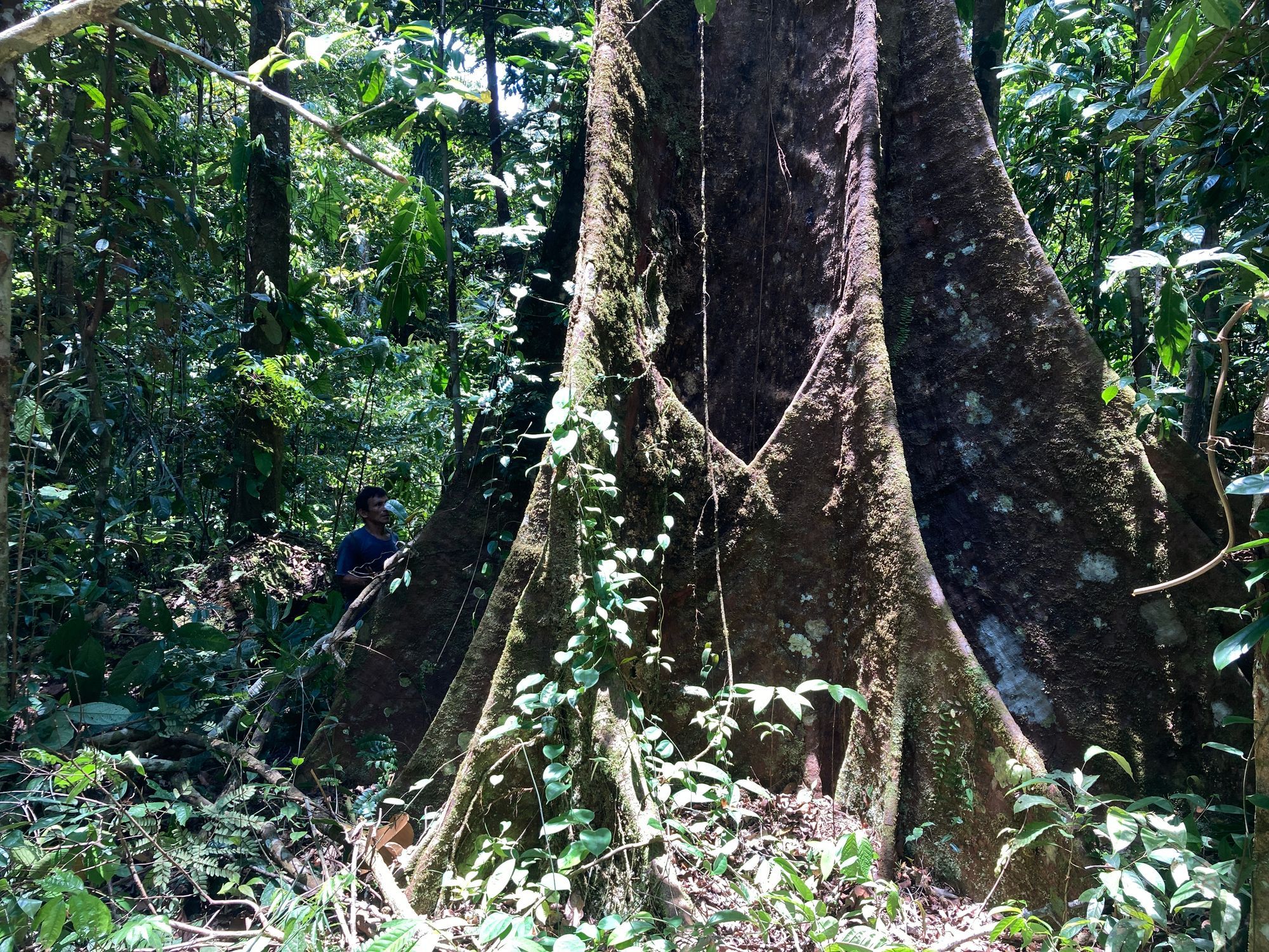 Let's Save the Giant Trees of the Rainforest!
